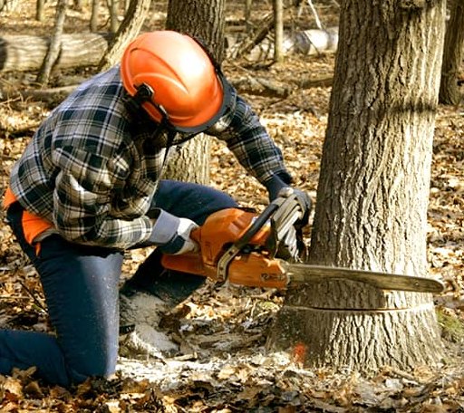 Tree Removal in Fishersville, VA